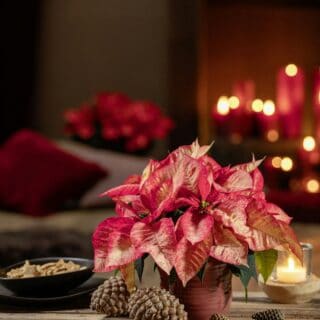 Poinsettia plant with pinecones and candles on table.