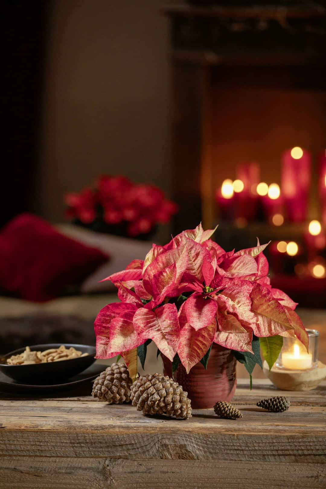 Poinsettia plant with pinecones and candles on table.